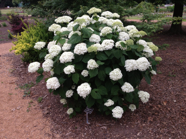 White hydrangea: photo, planting and care, varieties with photos and names