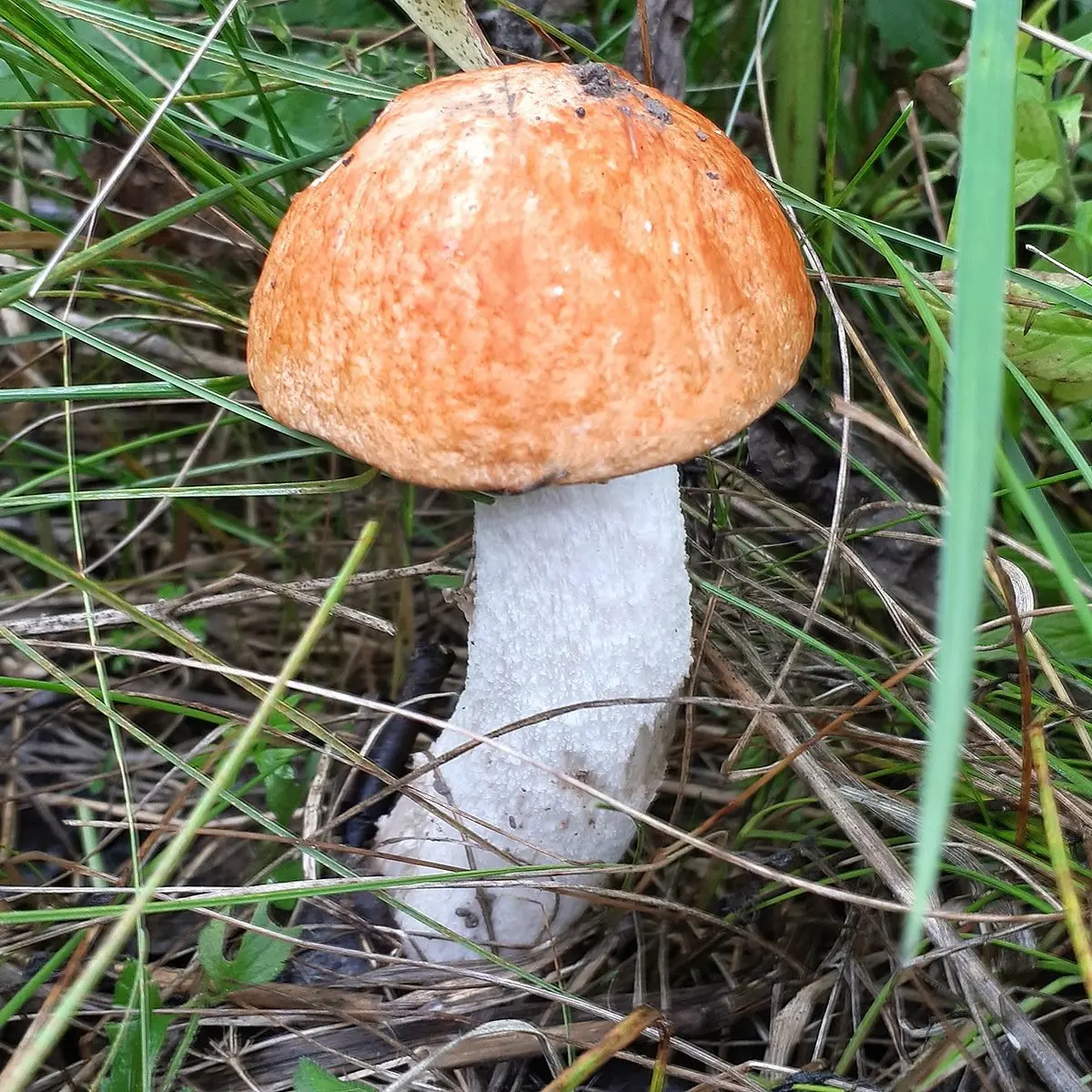 White-legged boletus (Leccinum albostipitatum) photo and description