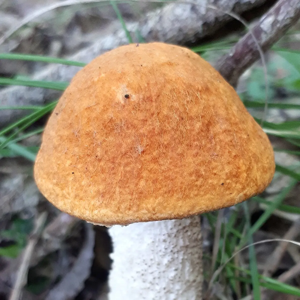 White-legged boletus (Leccinum albostipitatum) photo and description