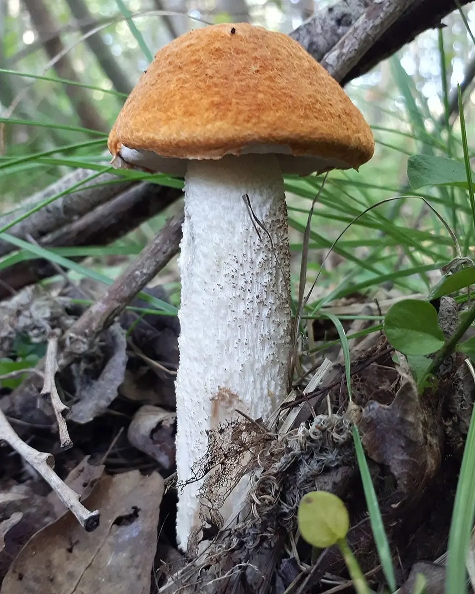 White-legged boletus (Leccinum albostipitatum) photo and description