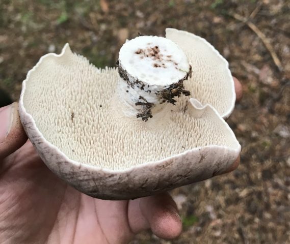 White-legged hedgehog (smooth): photo and description