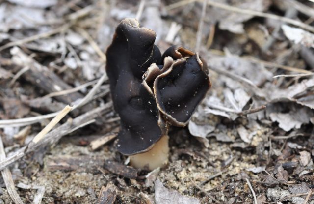 White-legged lobe: description and photo