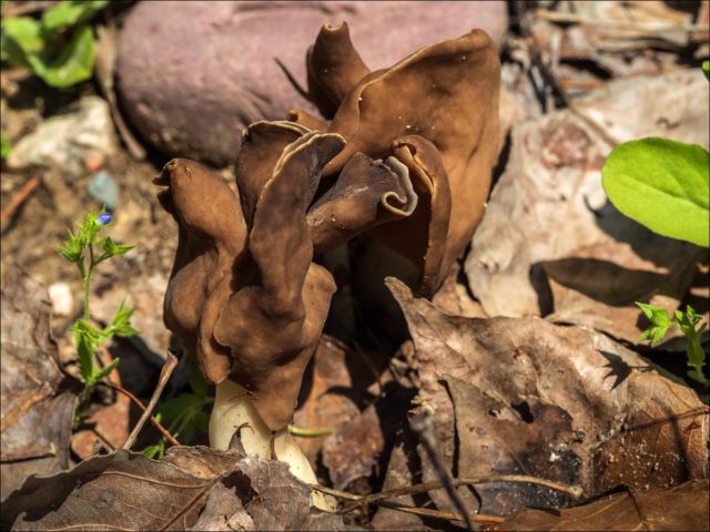 White-legged lobe: description and photo