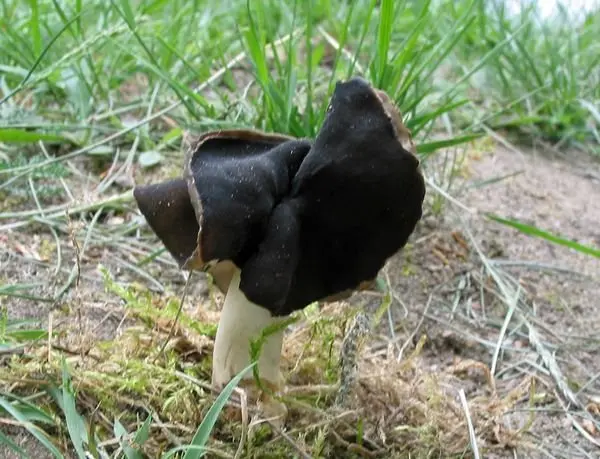 White-legged lobe (Helvella spadicea) photo and description