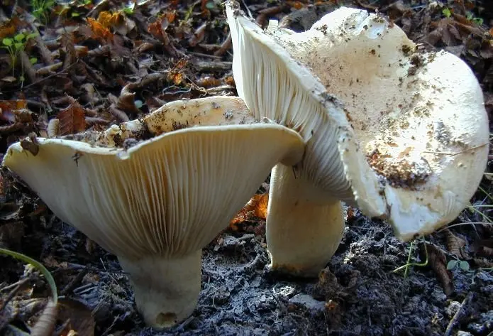 White loader (Russula delica) photo and description