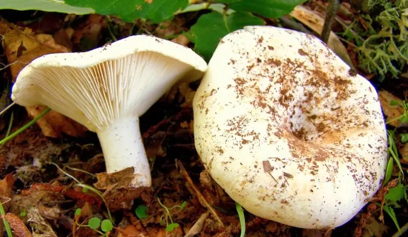White loader (Russula delica) photo and description