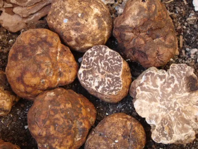 White March truffle: edibility, description and photo