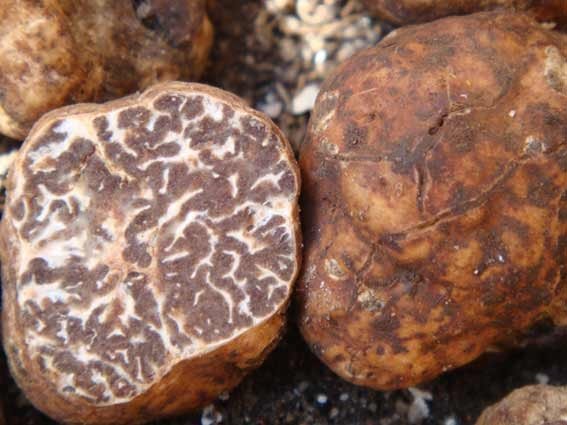 White March truffle (Tuber borchii) photo and description