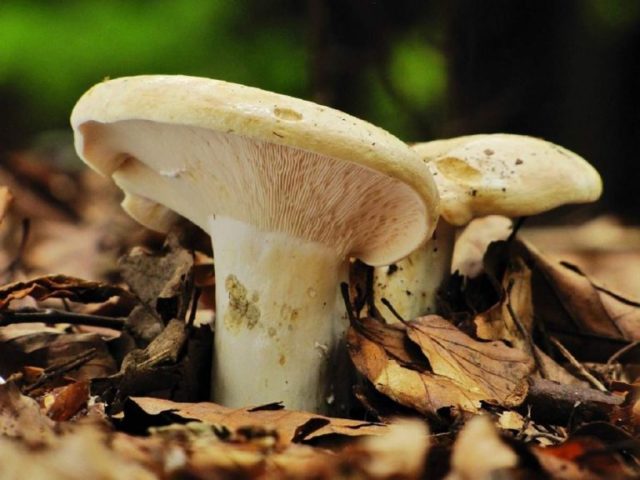 White milk mushrooms: how to distinguish from false ones by photo and description, poisonous and inedible species