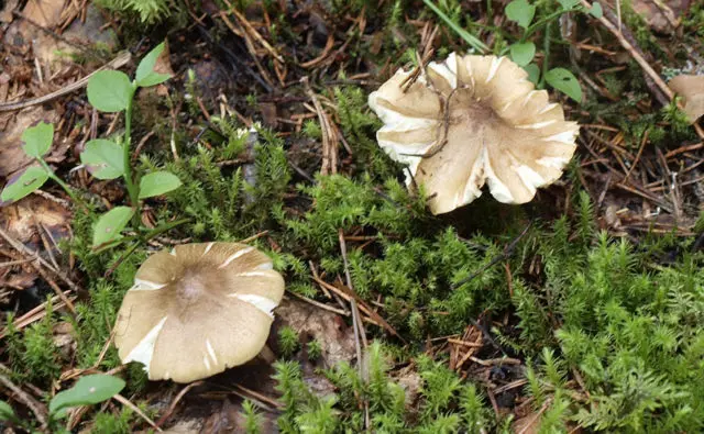 White milk mushrooms: how to distinguish from false ones by photo and description, poisonous and inedible species