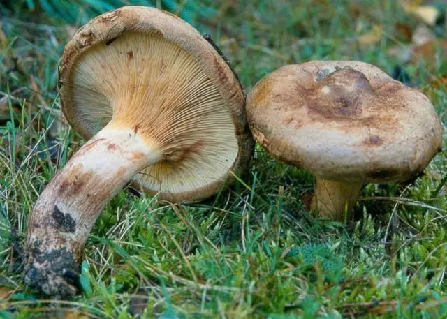 White milk mushrooms: how to distinguish from false ones by photo and description, poisonous and inedible species