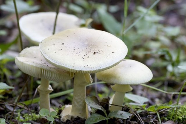 White milk mushrooms: how to distinguish from false ones by photo and description, poisonous and inedible species