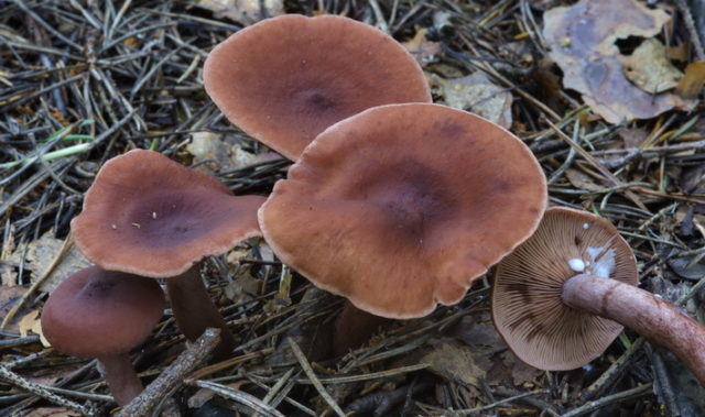 White milk mushrooms: how to distinguish from false ones by photo and description, poisonous and inedible species