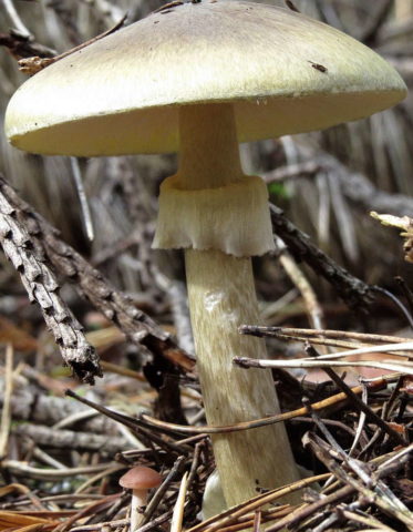 White milk mushrooms: how to distinguish from false ones by photo and description, poisonous and inedible species