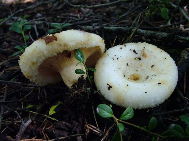 White milk mushrooms: how to distinguish from false ones by photo and description, poisonous and inedible species