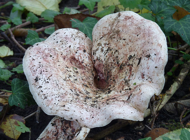 White milk mushrooms: how to distinguish from false ones by photo and description, poisonous and inedible species