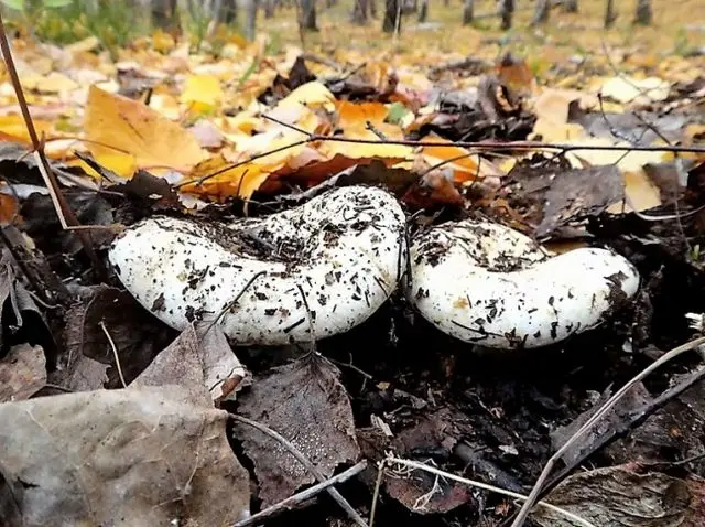 White milk mushrooms: how to distinguish from false ones by photo and description, poisonous and inedible species