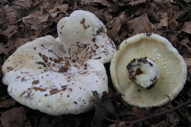 White milk mushrooms: how to distinguish from false ones by photo and description, poisonous and inedible species