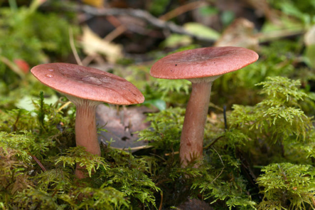 White milk mushrooms: how to distinguish from false ones by photo and description, poisonous and inedible species