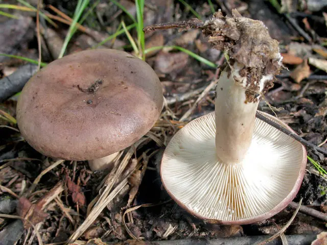 White milk mushrooms: how to distinguish from false ones by photo and description, poisonous and inedible species