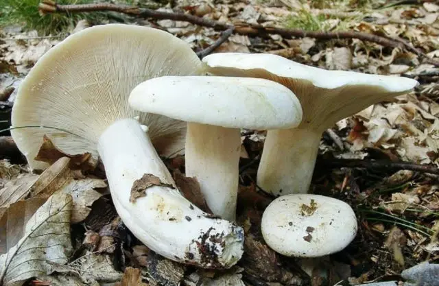 White milk mushrooms: how to distinguish from false ones by photo and description, poisonous and inedible species