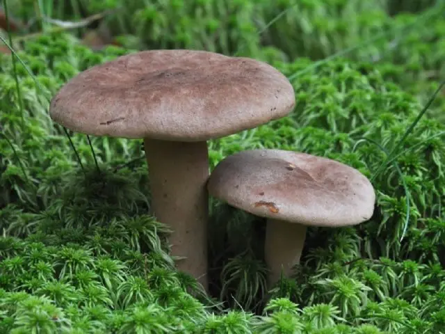 White milk mushrooms: how to distinguish from false ones by photo and description, poisonous and inedible species