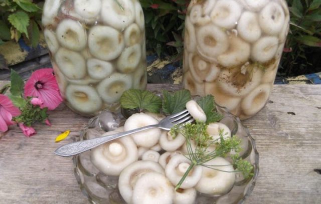 White milk mushrooms: recipes for preparing blanks and snacks for the winter at home