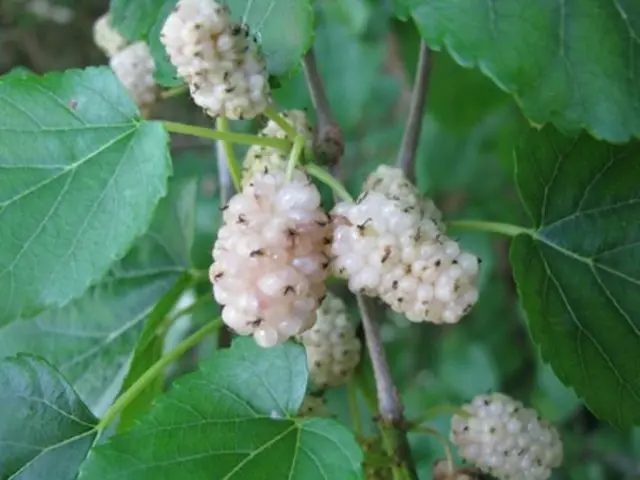 white mulberry