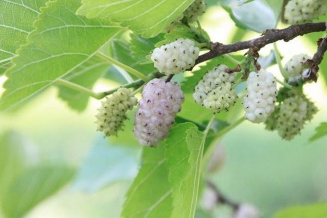 white mulberry