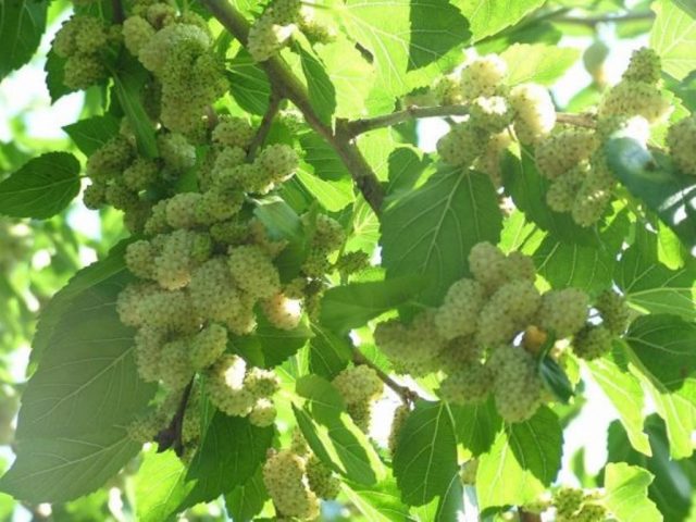 white mulberry