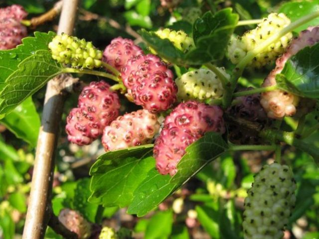 white mulberry