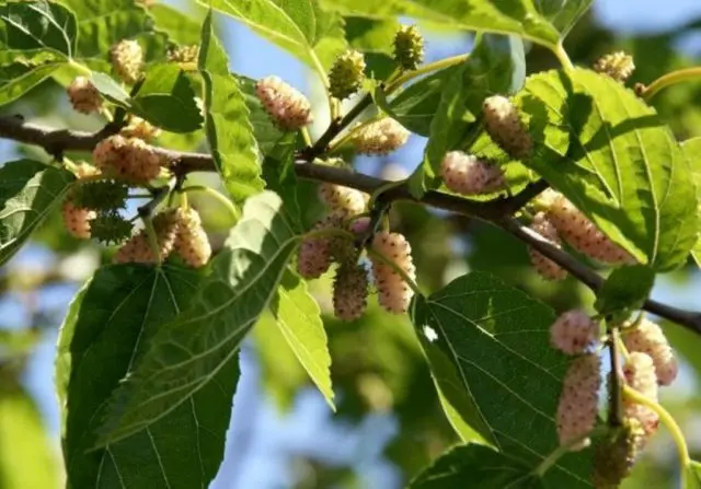 white mulberry