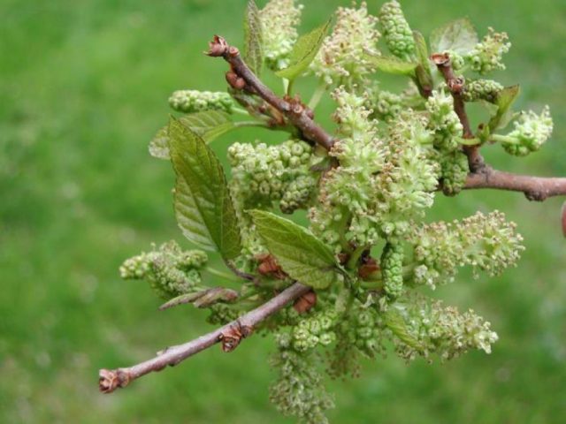 white mulberry