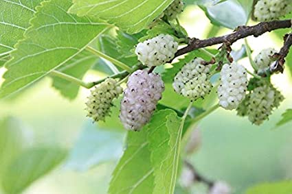 white mulberry