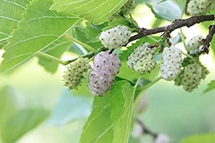 white mulberry