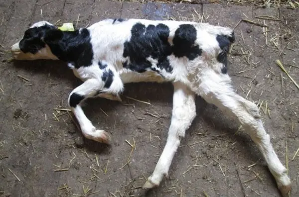 White muscle disease of calves: treatment