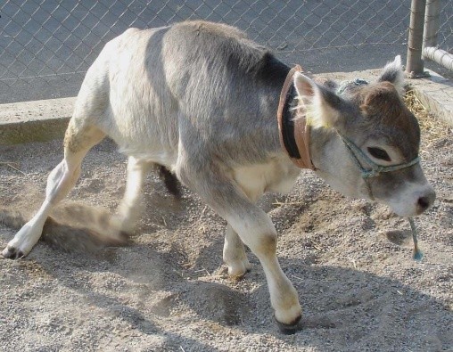 White muscle disease of calves: treatment