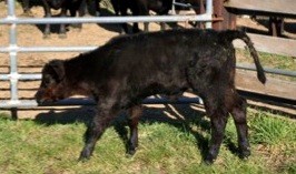 White muscle disease of calves: treatment