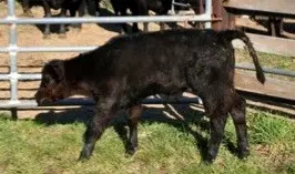 White muscle disease of calves: treatment