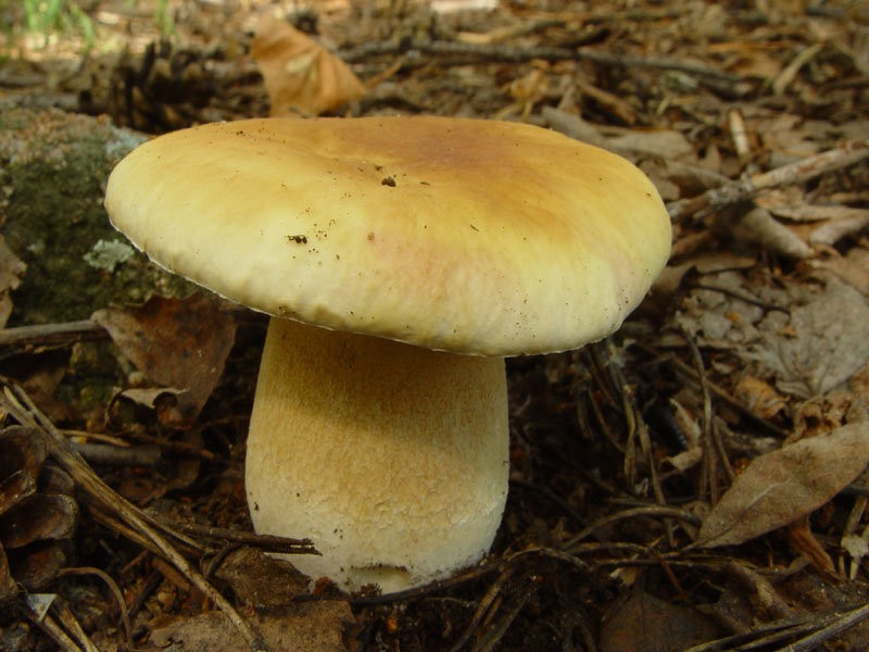 White mushroom birch (Boletus betulicola) photo and description