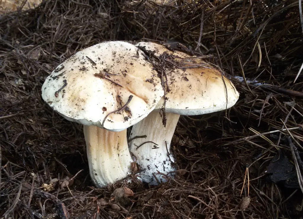 White mushroom birch (Boletus betulicola) photo and description