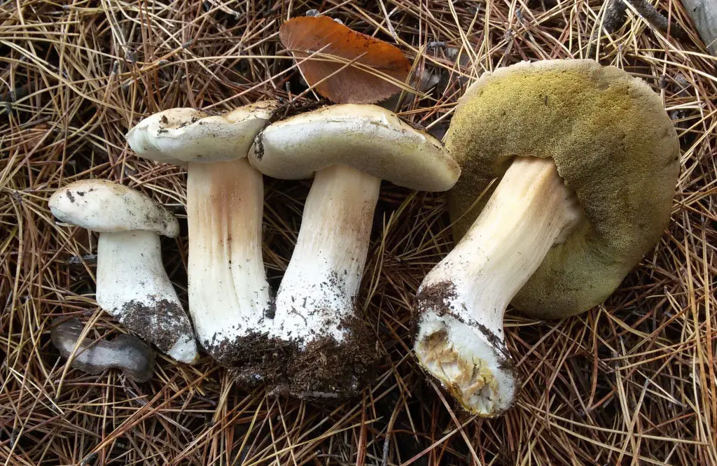 White mushroom birch (Boletus betulicola) photo and description