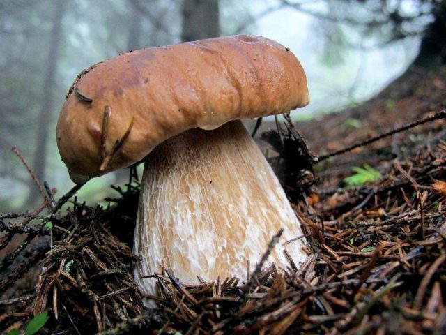 White mushroom birch: photo and description