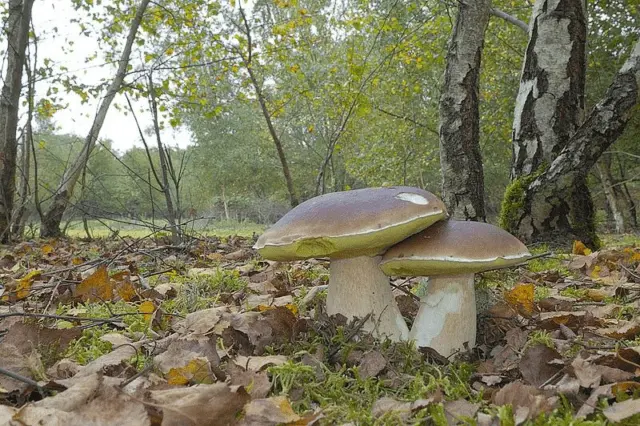 White mushroom birch: photo and description