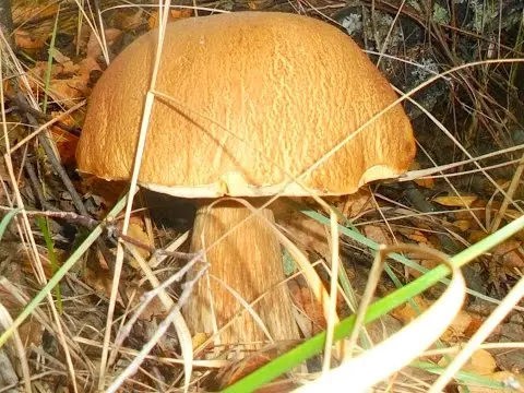 White mushroom birch: photo and description