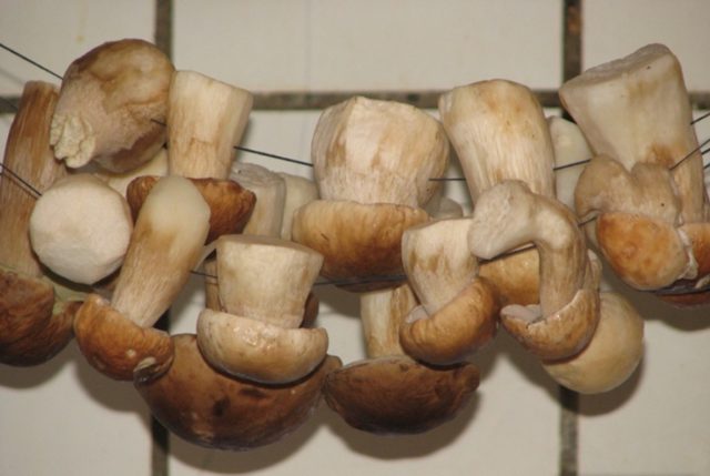 White mushroom: how to dry for the winter, how to store