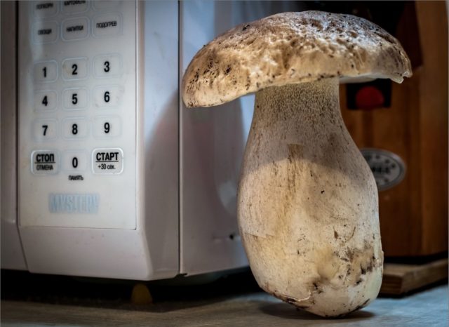 White mushroom: how to dry for the winter, how to store