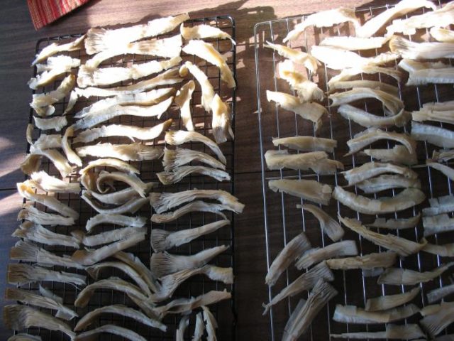 White mushroom: how to dry for the winter, how to store