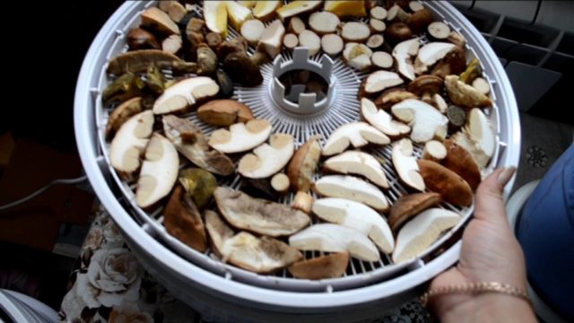 White mushroom: how to dry for the winter, how to store