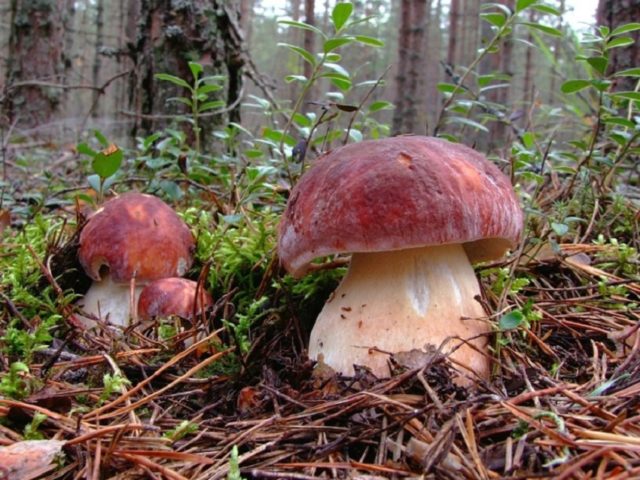 White mushroom in the Krasnodar Territory: when and where to collect